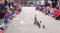 Gif of a mother duck with six ducklings walking down a road lined with children cheering them on