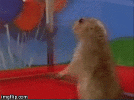 Dramatic Chipmunk GIFs - Get the best GIF on GIPHY