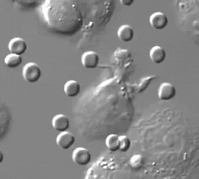 Macrophage Engulfs Foreign Cells GIF | Gfycat