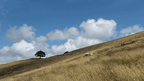 Wheat Field GIFs - Get the best GIF on GIPHY