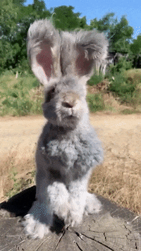 Fluffy Bunny GIFs - Get the best GIF on GIPHY
