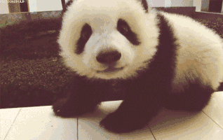 23 cute animal GIFs that you desperately need right now | For The Win