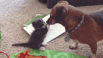 Cutest/Funniest Animal Gifs of the Week (1/9) - Sci-Fi &amp; Scary