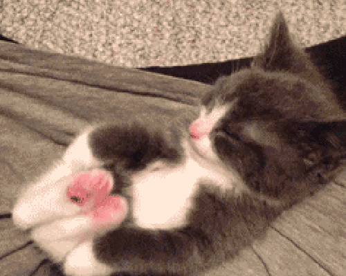 20 Cat GIFs Guaranteed to Make You Smile