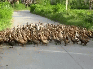 So Many GIF - Duck Ducklings Family GIFs