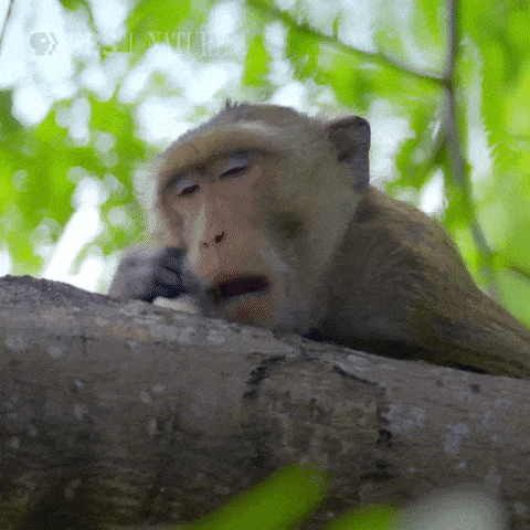 Image: gif of a sleepy and tired monkey yawning and rubbing its eyes.