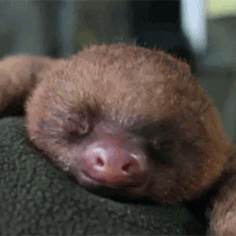010-funny-animal-gifs-cute-baby-sloth-yawns.gif (337×337)  #funnyfacefunnyface | Cute baby sloths, Funny animals, Funny animal videos
