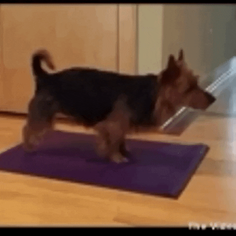 dog app GIF by The Videobook
