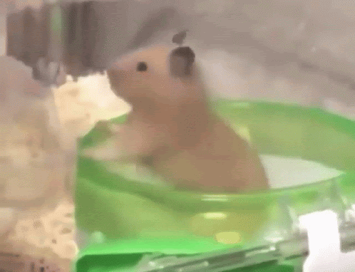 Vibe Spin GIF - Vibe Spin Spinning - Discover & Share GIFs | Hamster, Gif,  Giphy