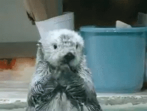 Oh No You Didnt Otter GIF - OhNoYouDidnt Otter GetOtterHere GIFs