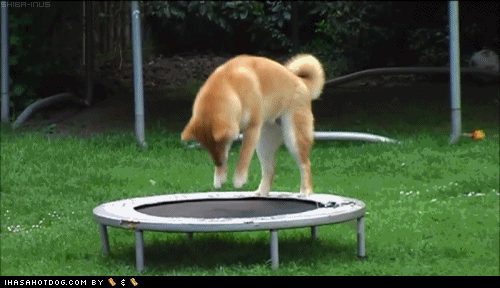 I Has A Hotdog - bounce - Funny Dog Pictures | Dog Memes | Puppy Pictures |  Pictures of dogs - Dog Pictures - Funny pictures of dogs - Dog Memes -  Puppy pictures - doge - Cheezburger
