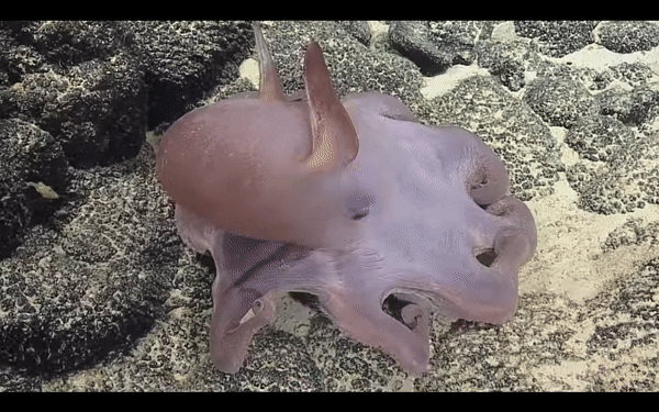 An adult Dumbo octopus is seen in the ocean