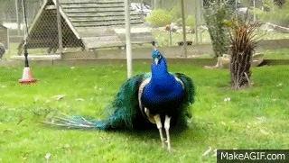 A strutting Peacock showing off Feathers on Make a GIF