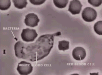 White blood cell GIFs - Get the best gif on GIFER