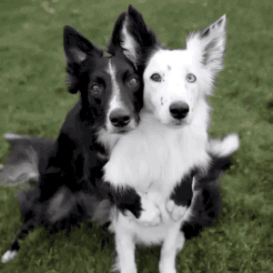 Dogs Hugging GIFs - Get the best GIF on GIPHY