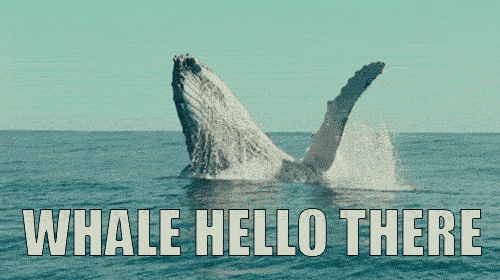 Whale Hello There GIFs - Get the best GIF on GIPHY
