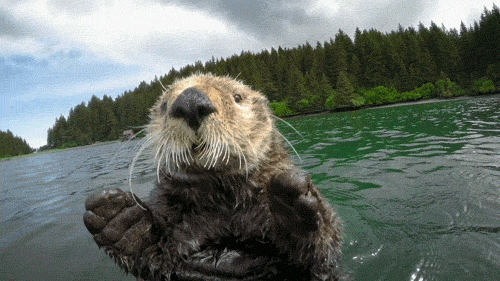 Gif of an otter not about to take anyone's shit