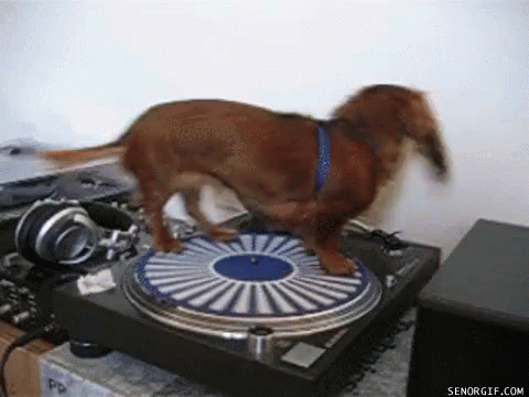 Spinning Weenie GIF - Weenie Weeniedog Dog GIFs
