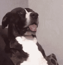 Confused Dog What Did You Say GIF - Confused Dog What Did You Say Dog -  Discover & Share GIFs