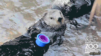 Absolutely Not Amused GIF - Otter Cute Cups GIFs