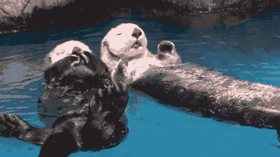 40 Of The Most Adorable Animal GIFs You&#39;ll Ever See