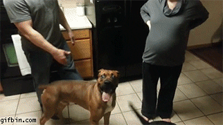dog protects GIF