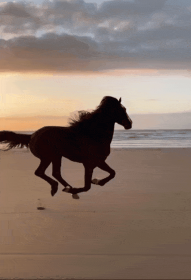 #horses on the beach from I have a plan and it's just not that complicated...