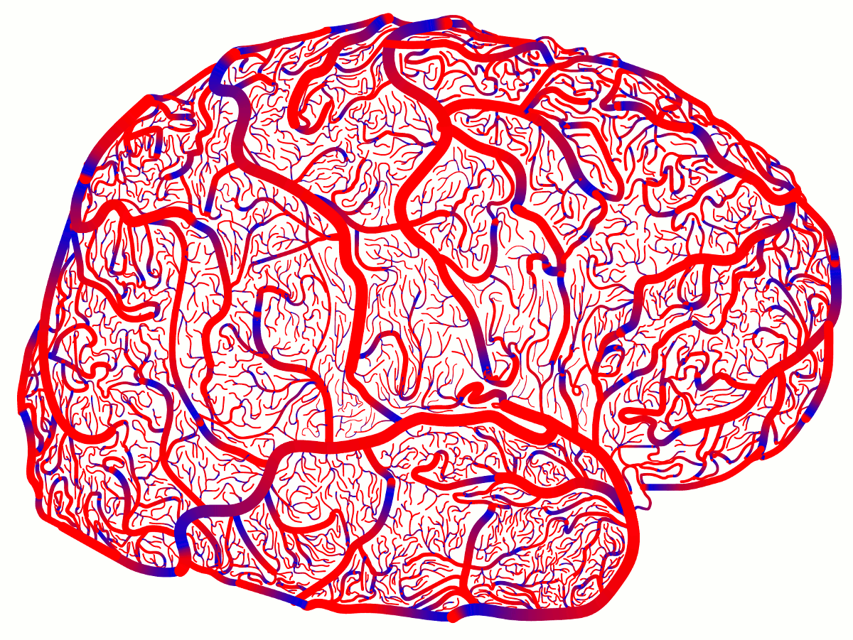 brain art – layer fMRI blog
