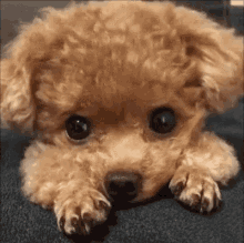 Cute Poodles GIFs | Tenor