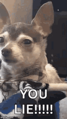 Liar Meme GIFs | Tenor