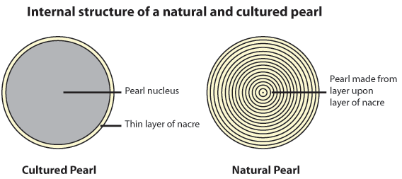 Structure of Cultured Pearl vs Natural Pearl