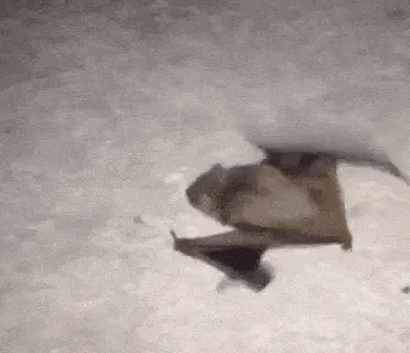 Bat crawling on the ground