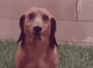 Video gif. A dog with a strangely human smile stares at us and wags its tail.