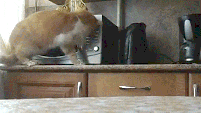 Other Funny Gifs http://gif-tv.tumblr.com/ And Funny Youtube Video -  https://www.youtube.com/watch?v=qQKw5m0I_qc | Gatos, Amo a los gatos,  Animales