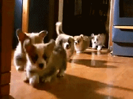 Cute-pets GIFs - Get the best GIF on GIPHY