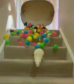 Gif de um furão descendo uma escada e sendo atropelado por várias bolinhas coloridas que foram despejadas por uma pessoa.
