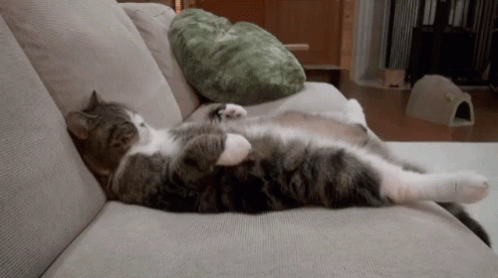 Cat GIF - Cat - Discover & Share GIFs