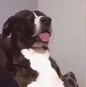 Video gif. A black and white pitbull terrier leans back with its tongue hanging out then tilts its head down to the side with a perplexed look. Text, "What?"