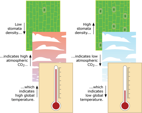 Stomata (3 of 3) Indicators of CO2 and temperature - Understanding Evolution