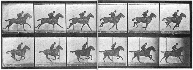 File:Muybridge horse gallop (animated multiframe).gif