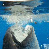 Whale Shark Is Eating GIFs - Find & Share on GIPHY