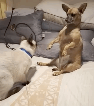 Exciting Saga Of Cats Vs Dogs Continues (17 Pics + 9 Gifs) - I Can Has  Cheezburger?