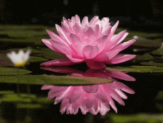 Top 30 Blooming Lily GIFs | Find the best GIF on Gfycat
