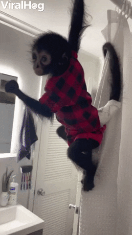 Monkey-climbs-on-shower-curtain GIFs - Get the best GIF on GIPHY