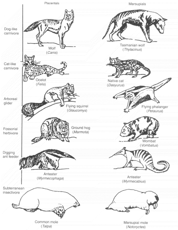 Convergent Evolution - an overview | ScienceDirect Topics