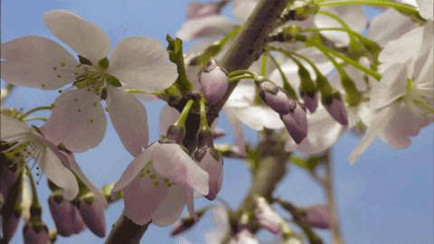 Close-up of white and pink petals of cherry blossom branch opening up