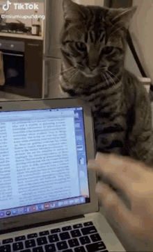 Cat Work Get To Work GIF - Cat Work Get To Work Work - Discover & Share GIFs