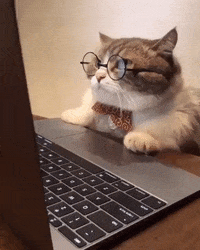 Explore cat on computer GIFs