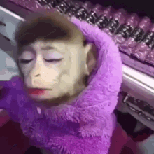 Monkey Makeup GIF - Monkey Makeup Purple - Discover & Share GIFs
