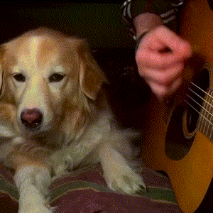A dog drumming : r/gifs